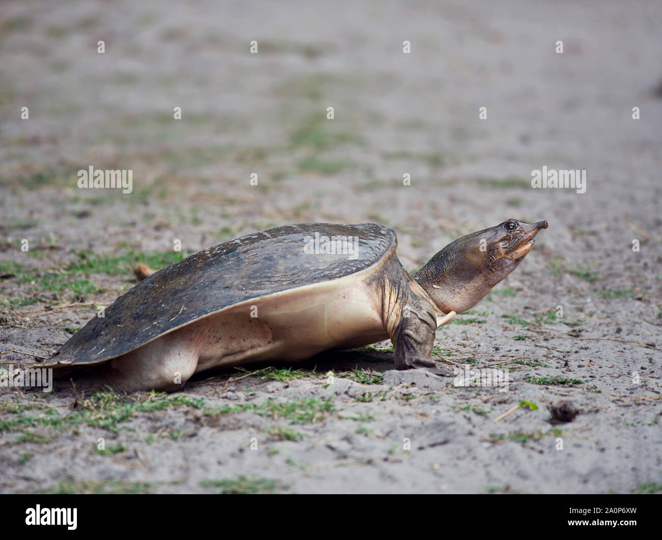 Florida Softshell Turtle digging a hole to lay its eggs in Florida