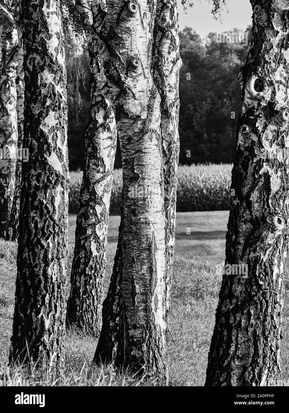 Black and white birch Stock Photo Alamy