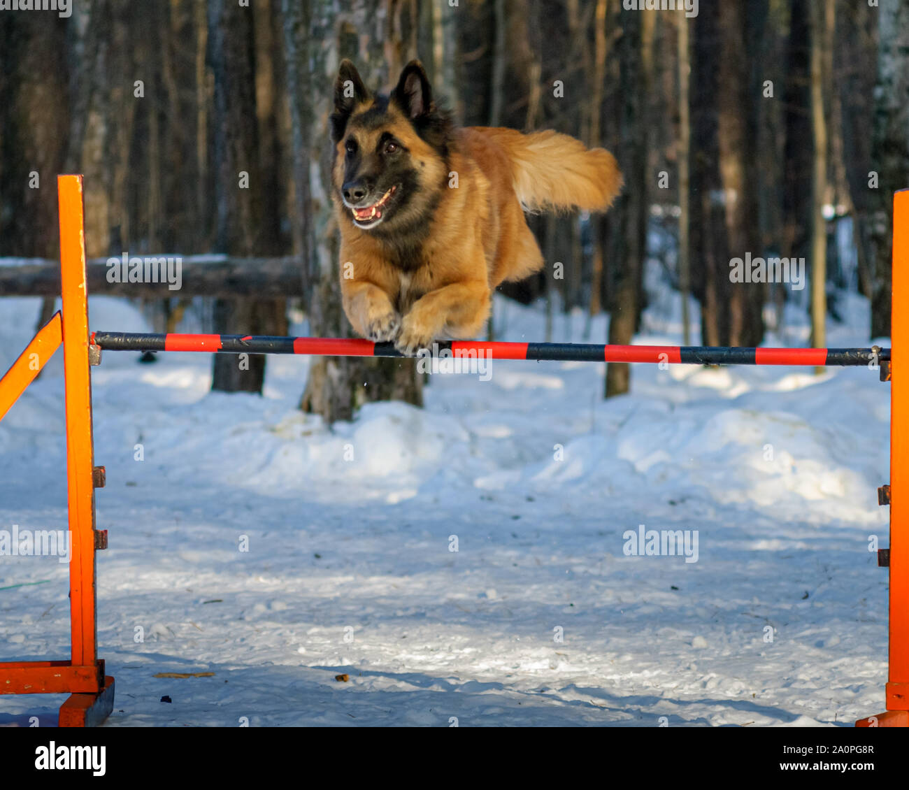 Dog, Belgian Shepherd Tervuren, in agility competition Stock Photo - Alamy