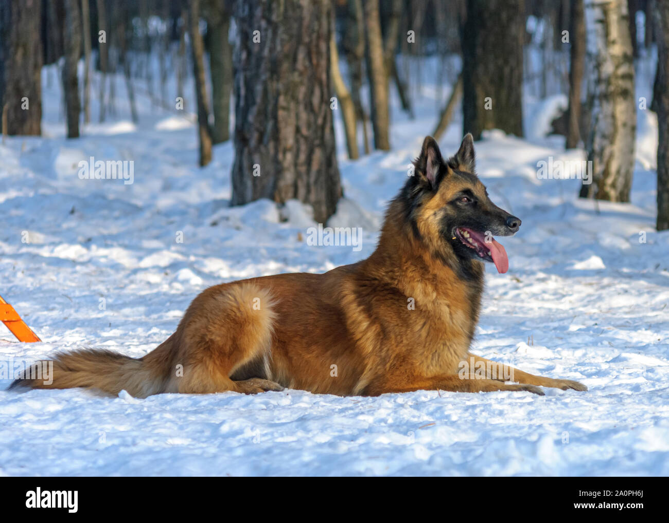 Dog, Belgian Shepherd Tervuren, in agility competition Stock Photo - Alamy
