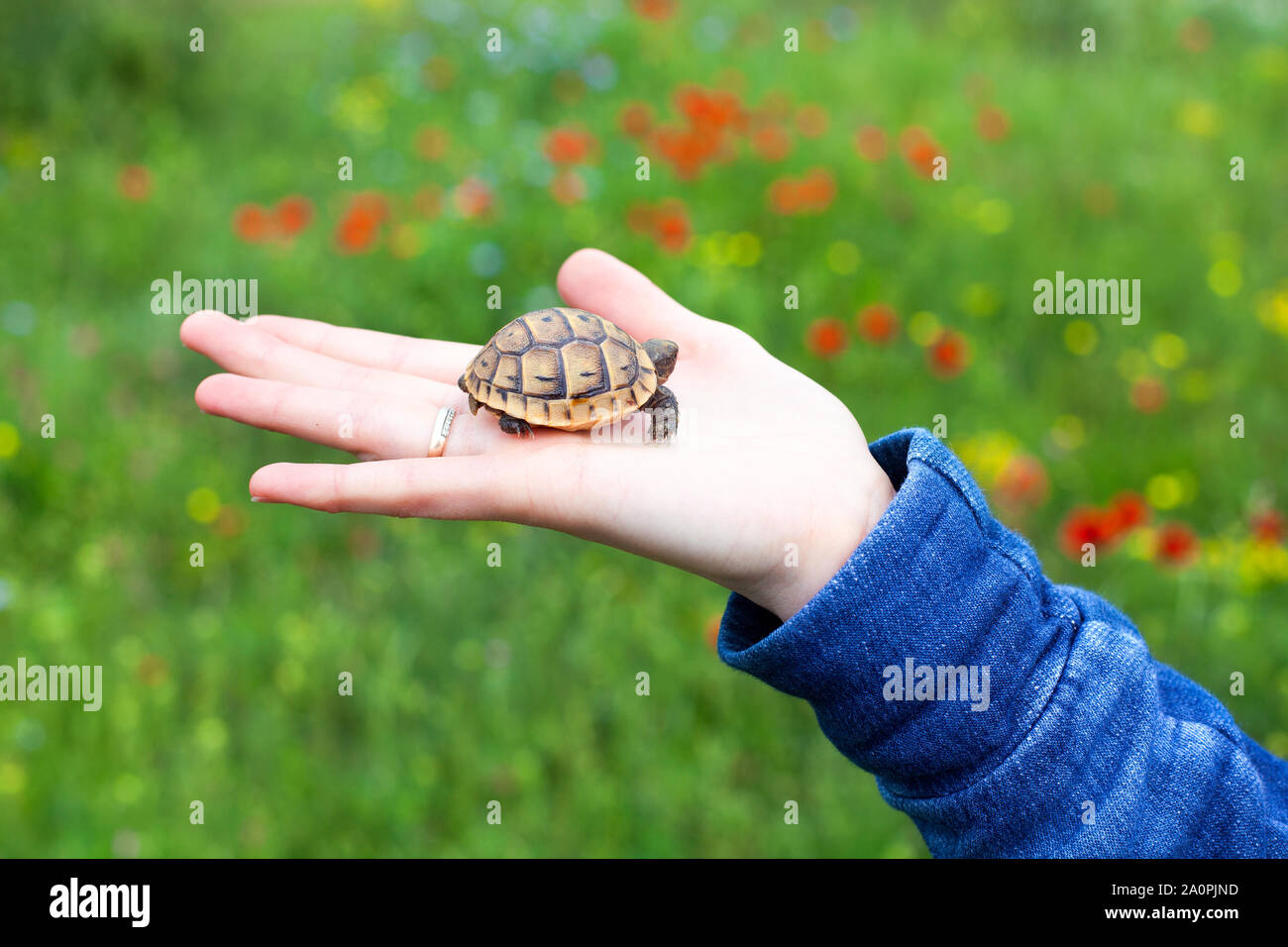 Little turtle cub in female hand background green field with multi-colored flowers closeup macro Stock Photo