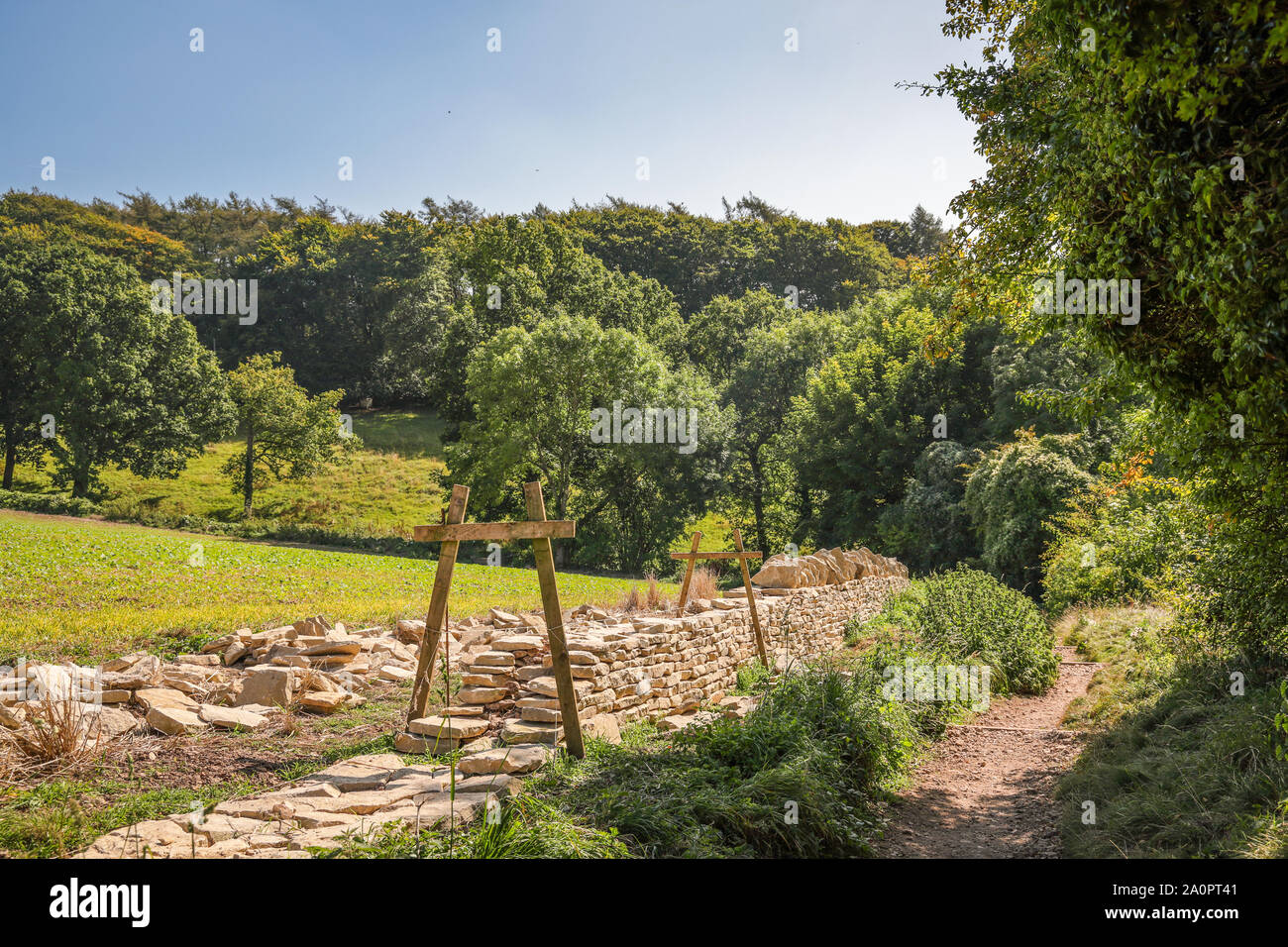 A Cotswold dry stone wall in the process of being built. A traditional countryside craftsman's