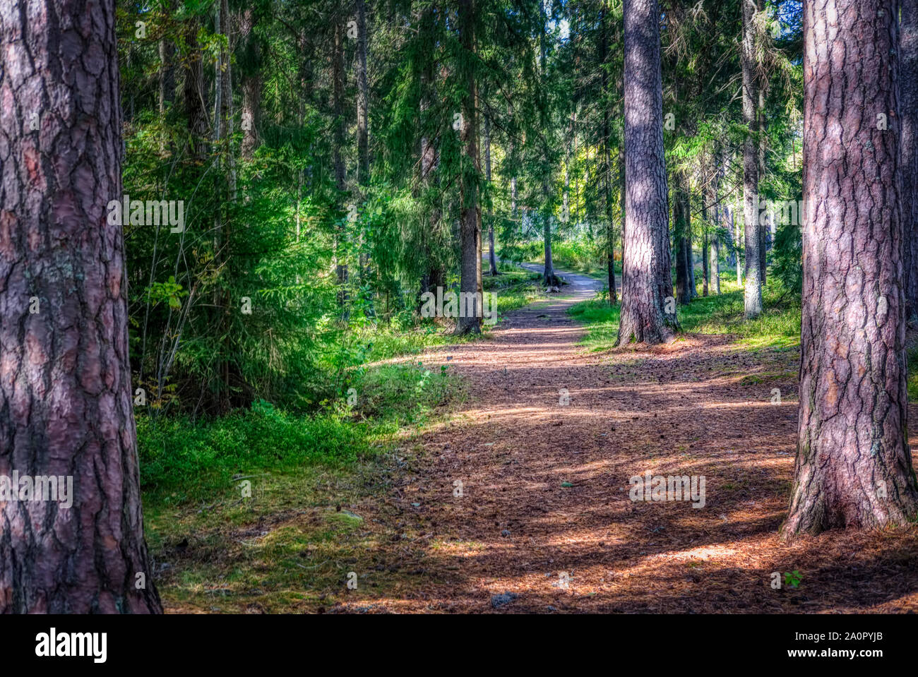 An empty path in a forest Stock Photo