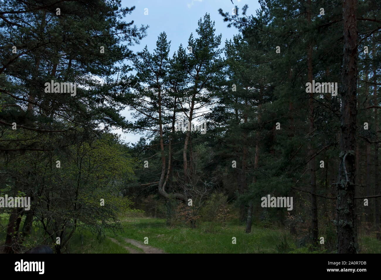 The pine tips of conifer trees jn Plana mountain Bulgaria Stock Photo