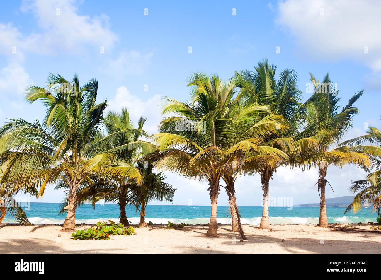 Palm trees on the beach with white sand, blue sea and sky with clouds ...