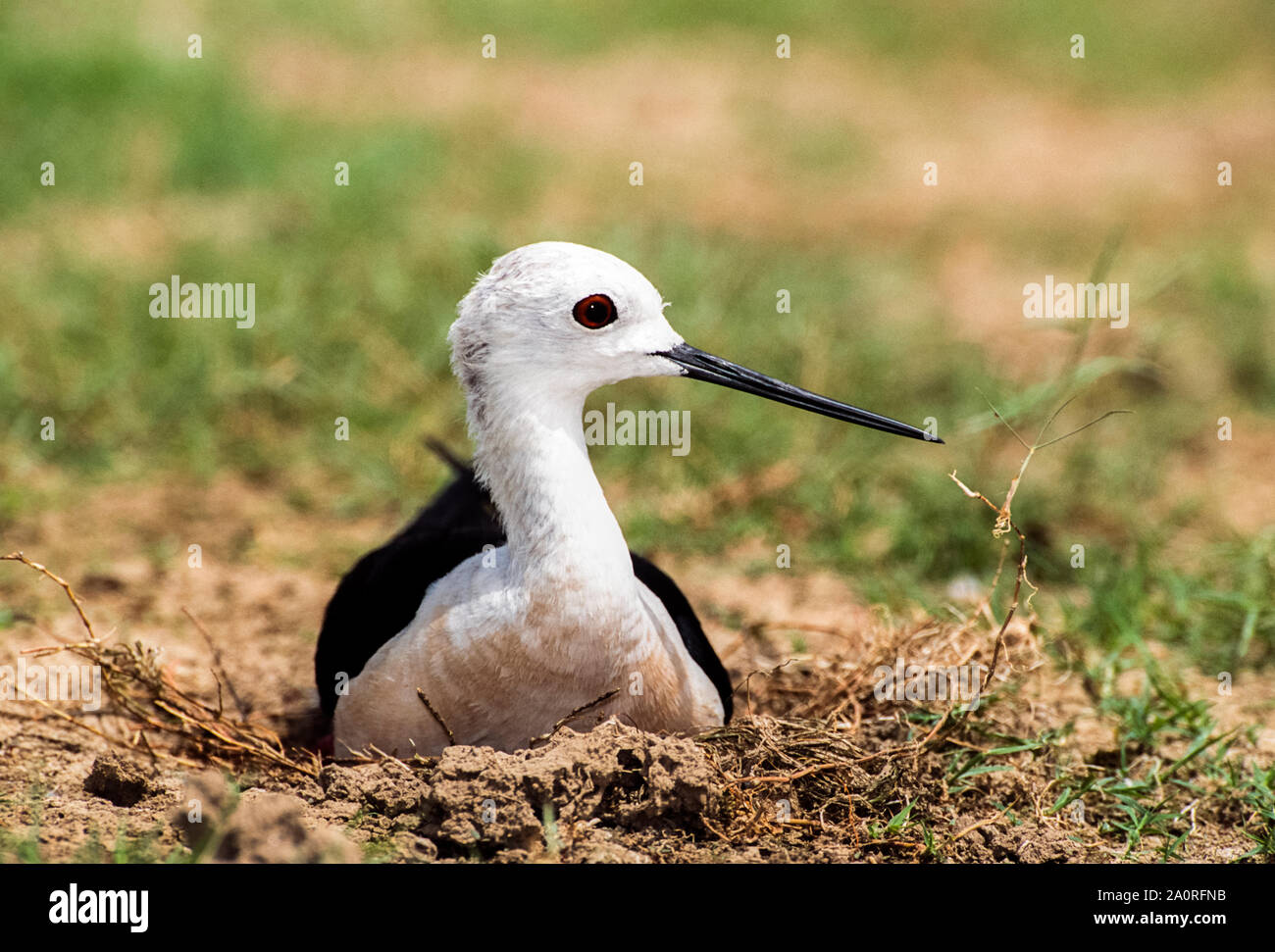 female Blackwinged Stilt, Himantopus himantopus, on ground nest