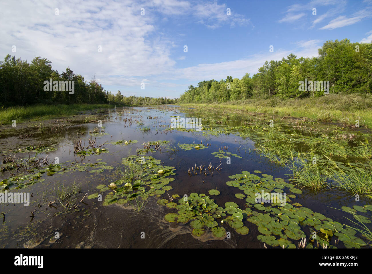 Wide angle landscape of forest and wetlands at Upper Canada Migratory Bird Sanctuary, Ontario,Canada Stock Photo
