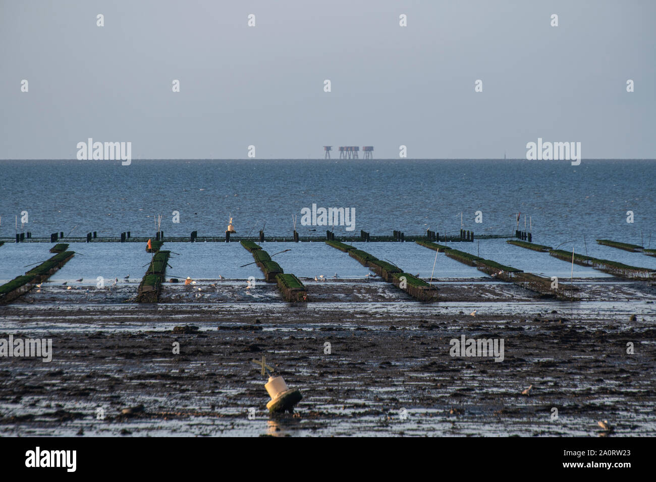 Oyster beds at low tide in Whitstable with World War II forts in the distance on the Kent coast in late summer Stock Photo
