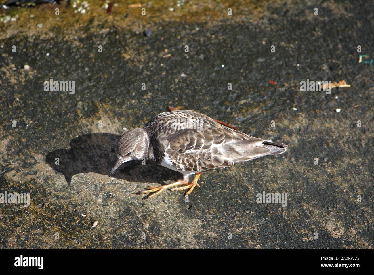 Ruddy Turnstone (Arenaria interpres) in winter-plumage Stock Photo