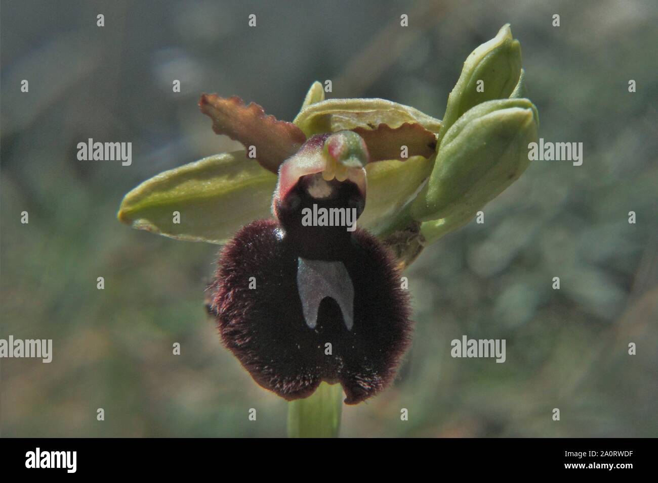 Maltese Spider Orchid (Ophrys melitensis) flowering at a garigue at Cirkewwa, Malta Stock Photo