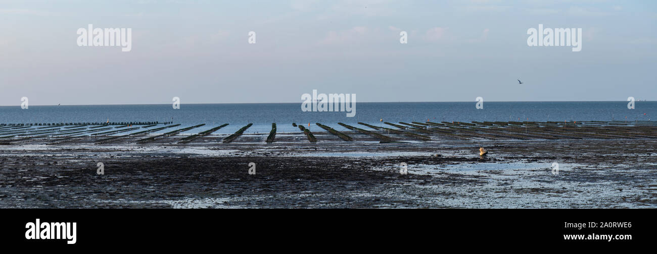 Oyster beds at low tide in Whitstable with World War II forts in the distance on the Kent coast in late summer Stock Photo