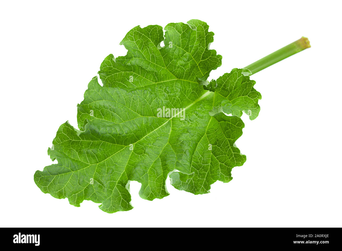 Rhubarb vegetable closeup leaf isolated on white background Stock Photo
