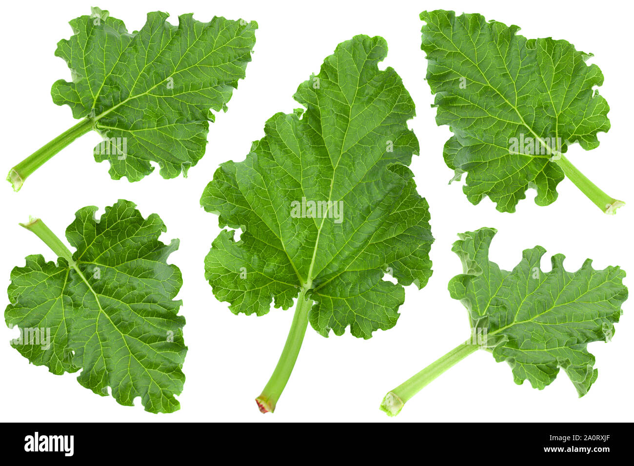 Rhubarb vegetable leaf set isolated on white background Stock Photo