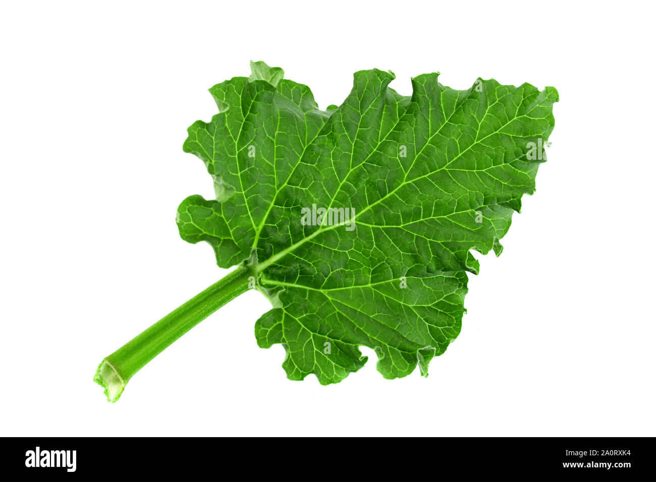 Rhubarb vegetable leaf isolated on white background Stock Photo