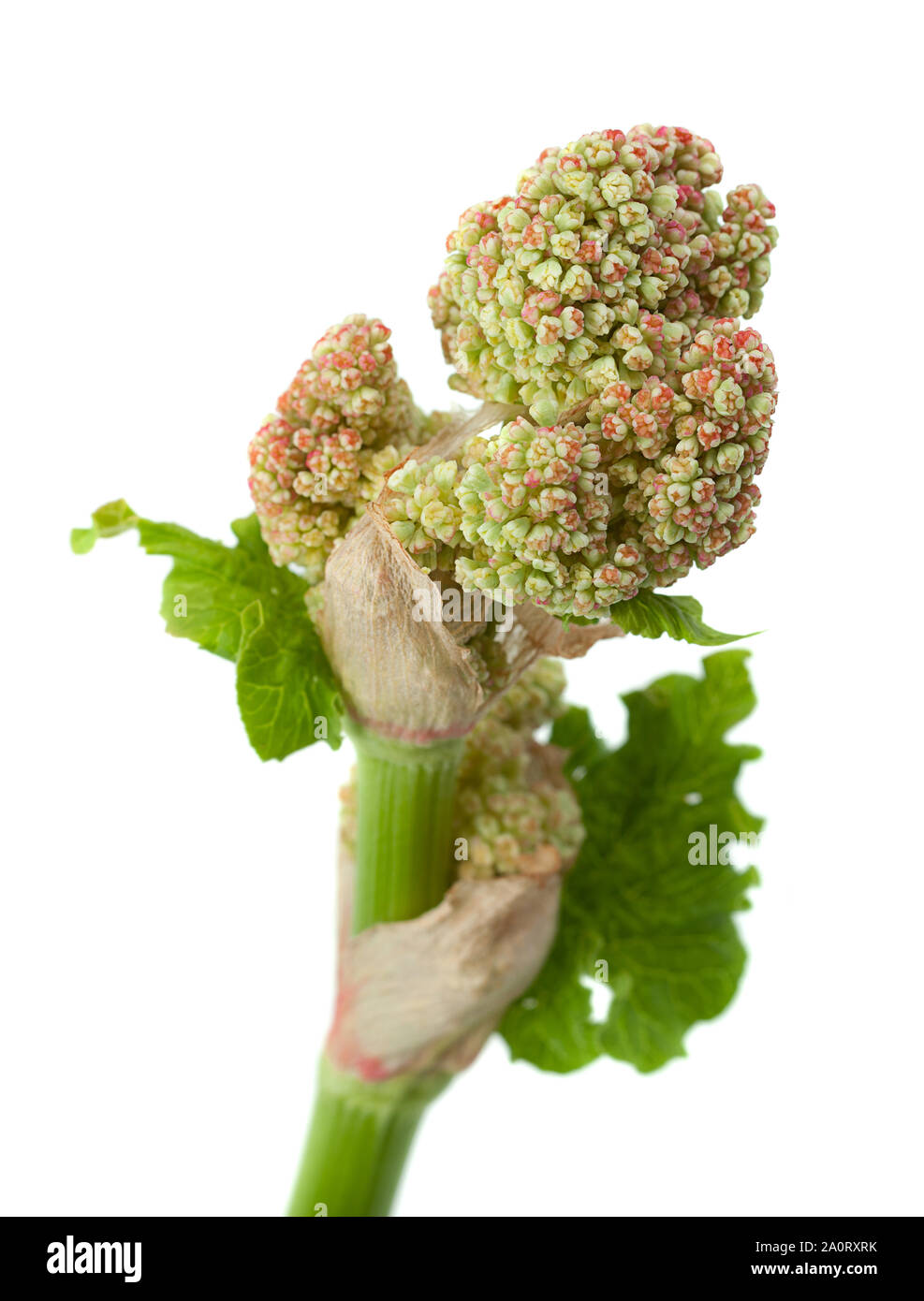Rhubarb vegetable blossom with leaf isolated on white background Stock Photo