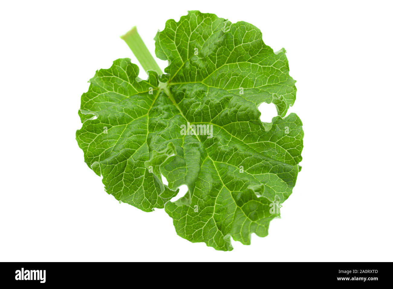 Rhubarb vegetable closeup leaf isolated on white background Stock Photo