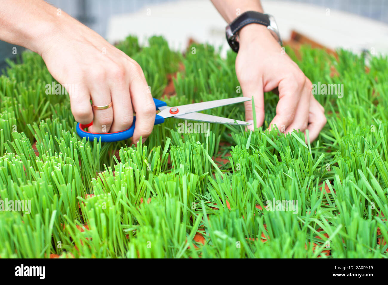 Men's hands hold scissors and cut fresh green grass, gardener designer