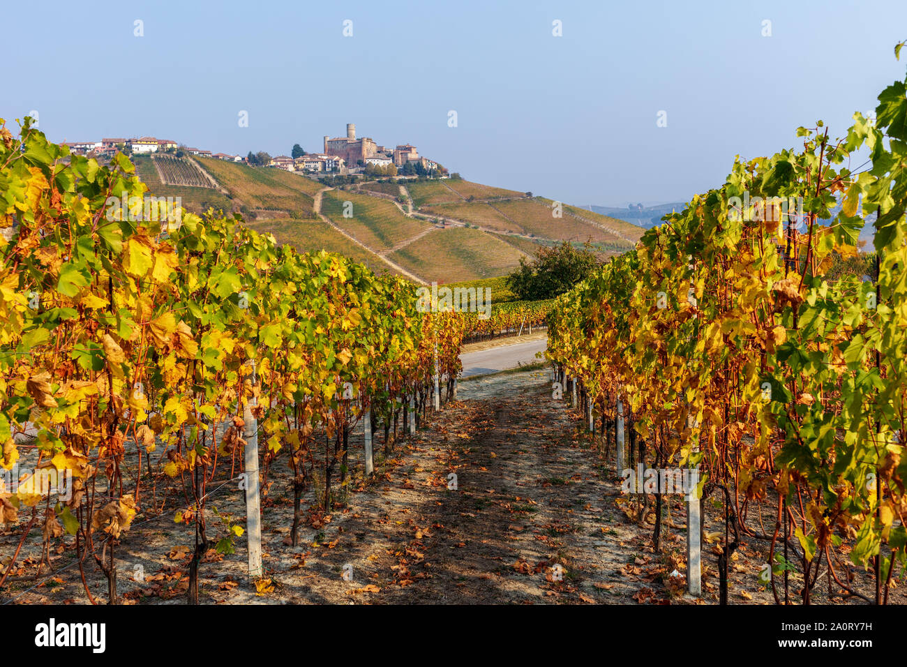 Autumnal vineyards in a row on the hills of Langhe in Piedmont, Northern Italy. Stock Photo