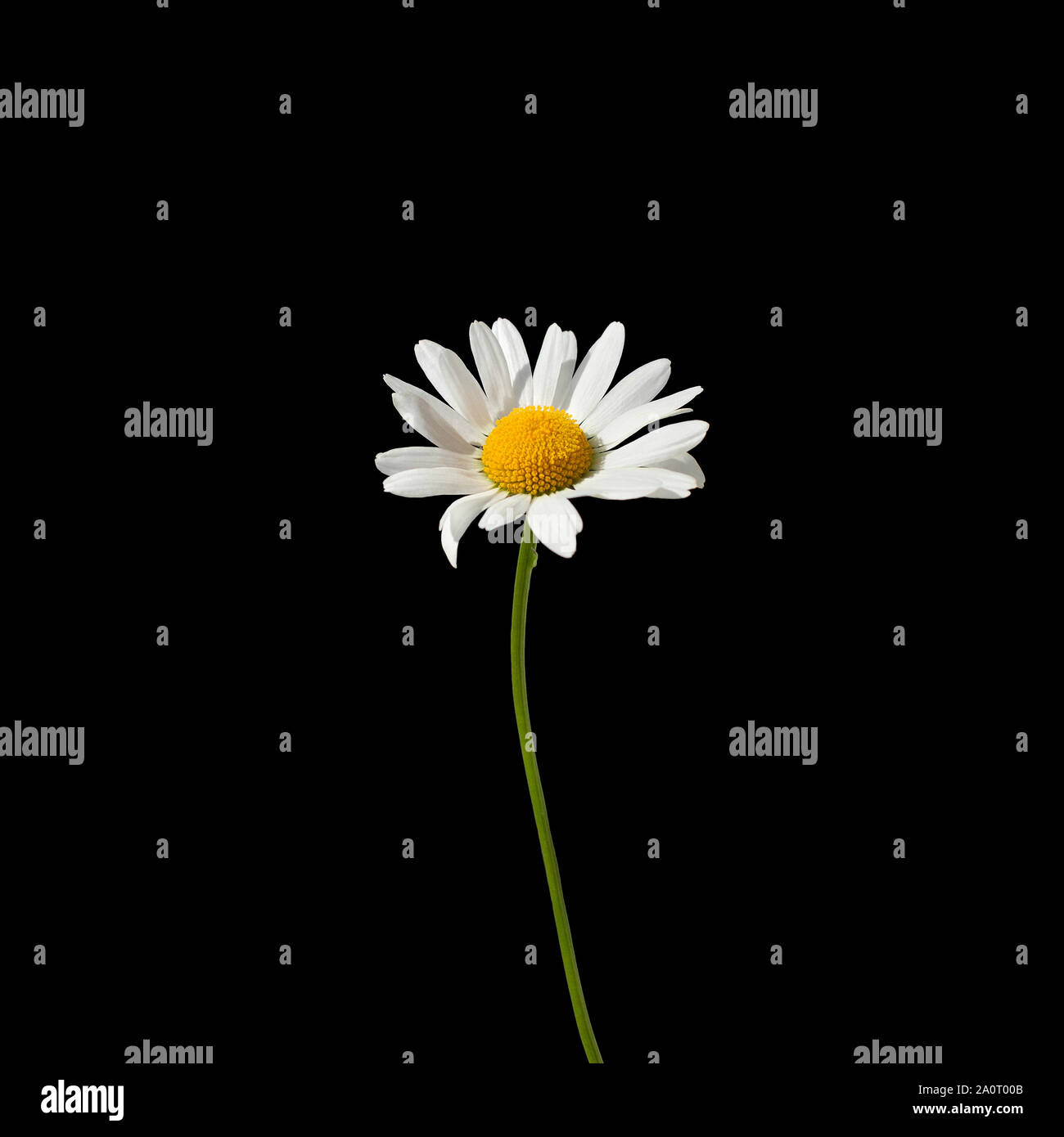 My Image 27