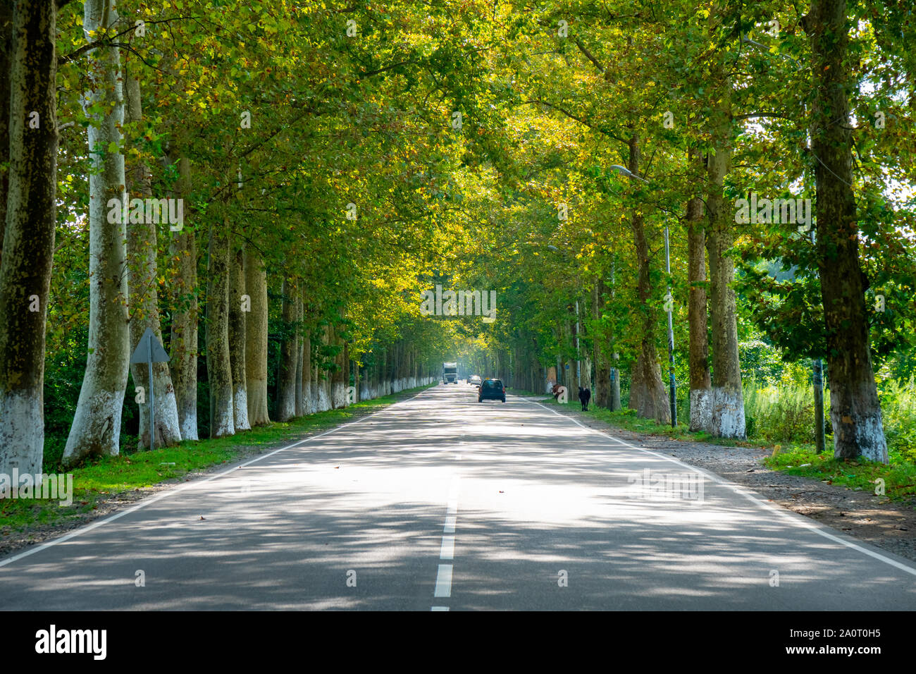 Sycamore tree lined road provence hires stock photography and images