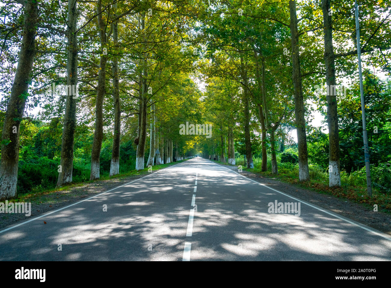 Sycamore tree lined road provence hires stock photography and images