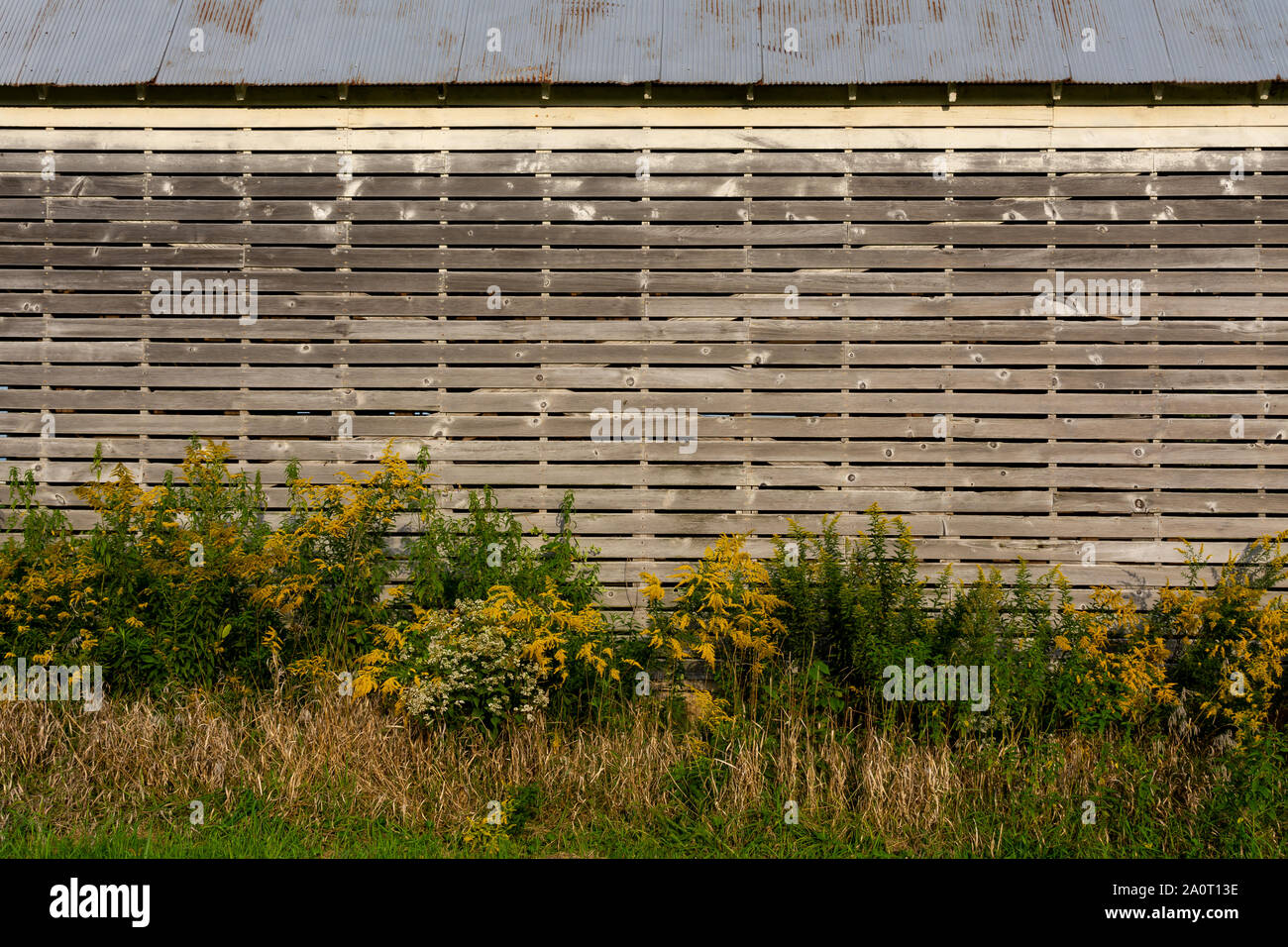 Weeds growing on wall hi-res stock photography and images - Alamy