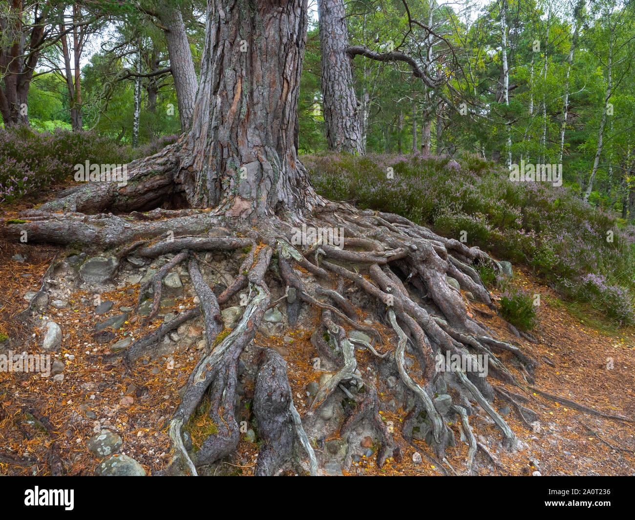 Scots pine exposed roots Pinus sylvestris Loch an Eilein Scotland Stock Photo