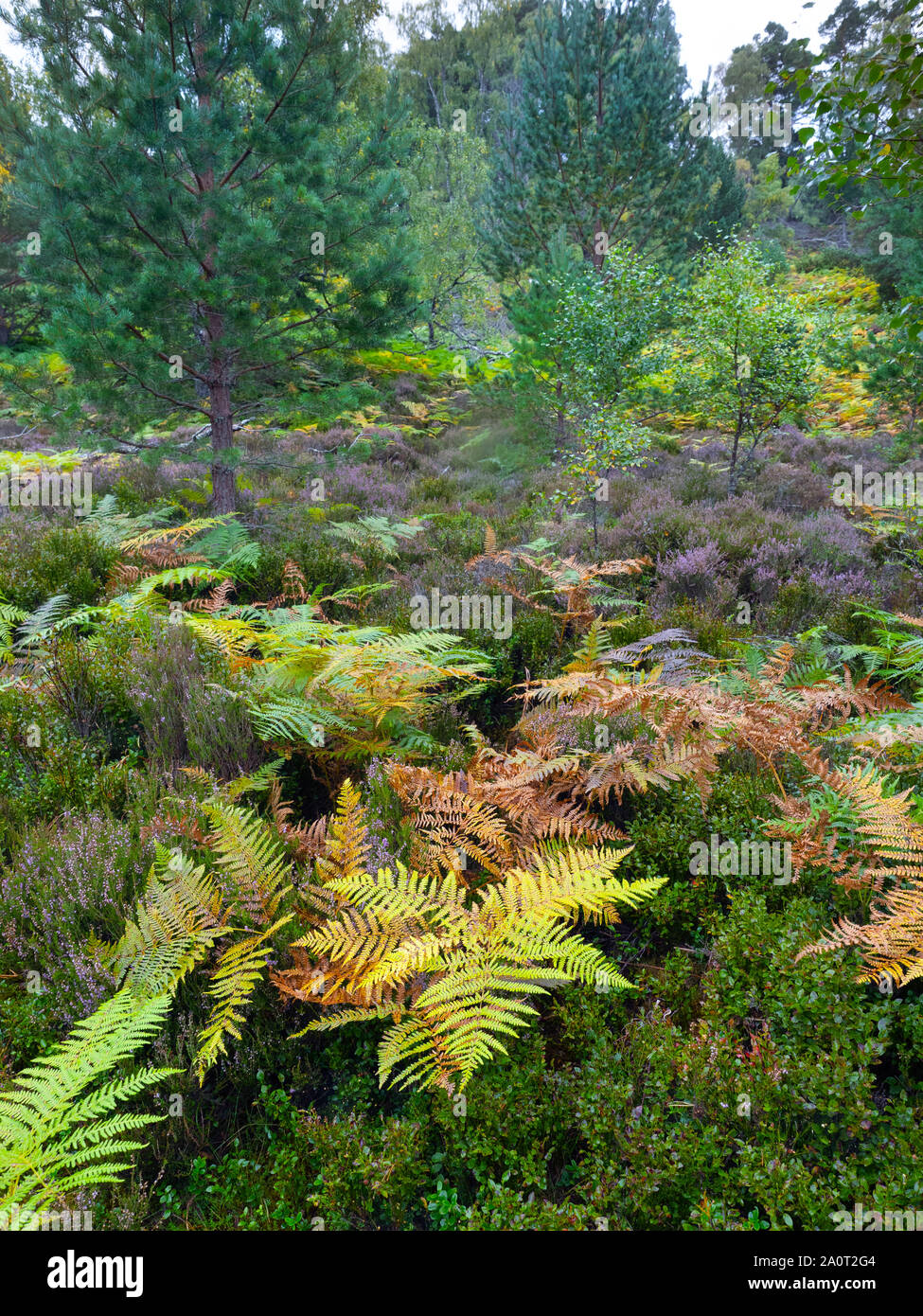 Bracken,heather,birches and Scots pines Loch an Eilein Scotland Stock Photo