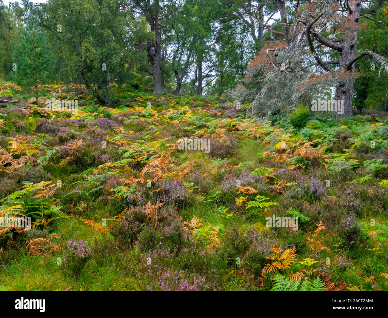 Bracken,heather,birches and Scots pines Loch an Eilein Scotland Stock Photo