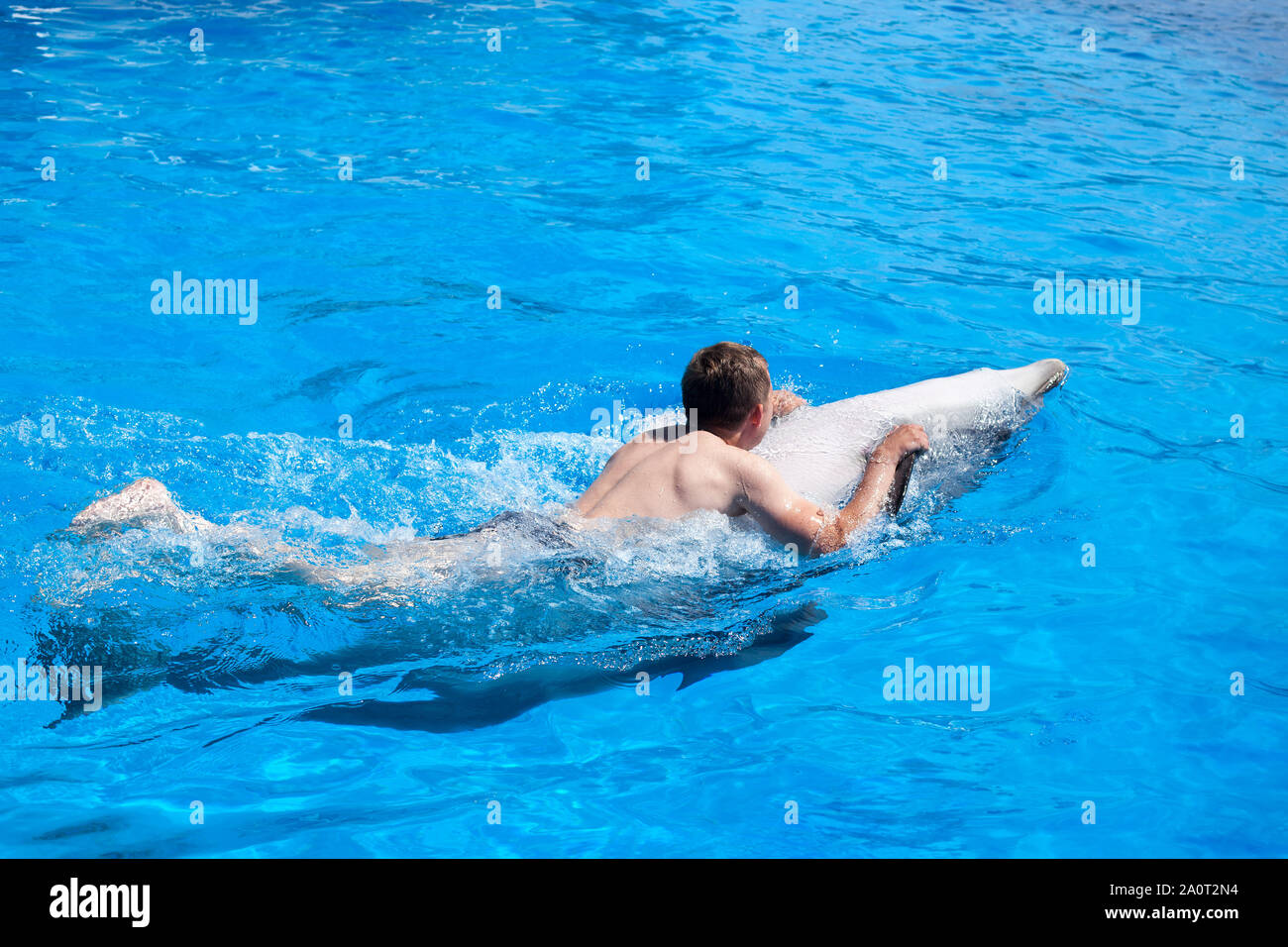 A young man is riding dolphin, boy swimming with dolphin on the back in blue water in water pool, sea, ocean, dolphin saves a man Stock Photo