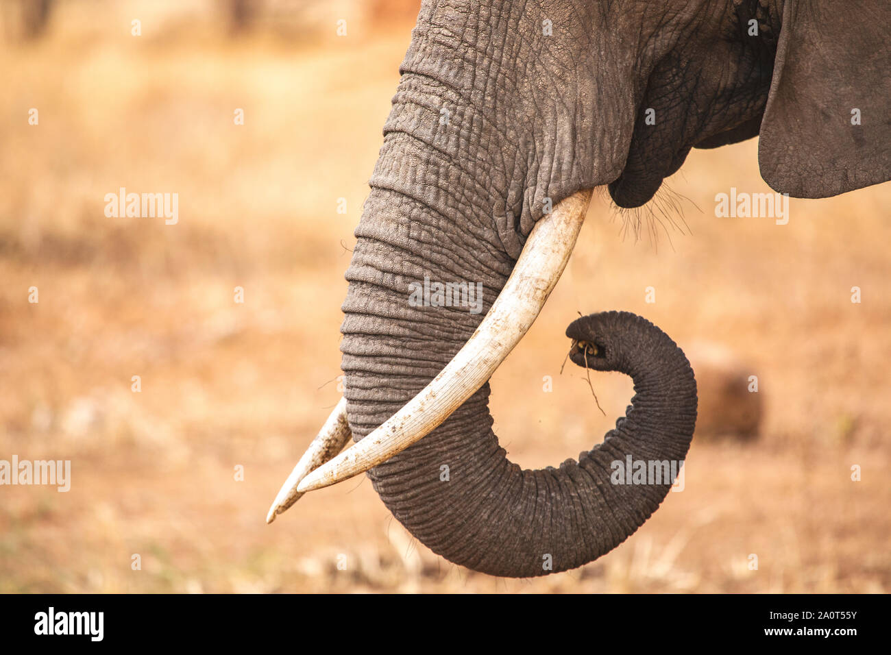 tasks of a female elephant Stock Photo