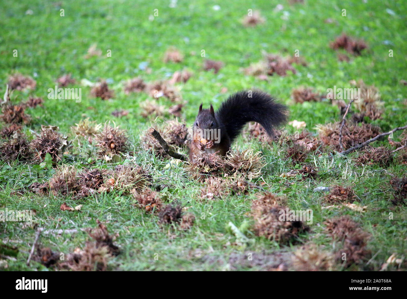 the squirrel eats a hazelnut wildlife Stock Photo Alamy