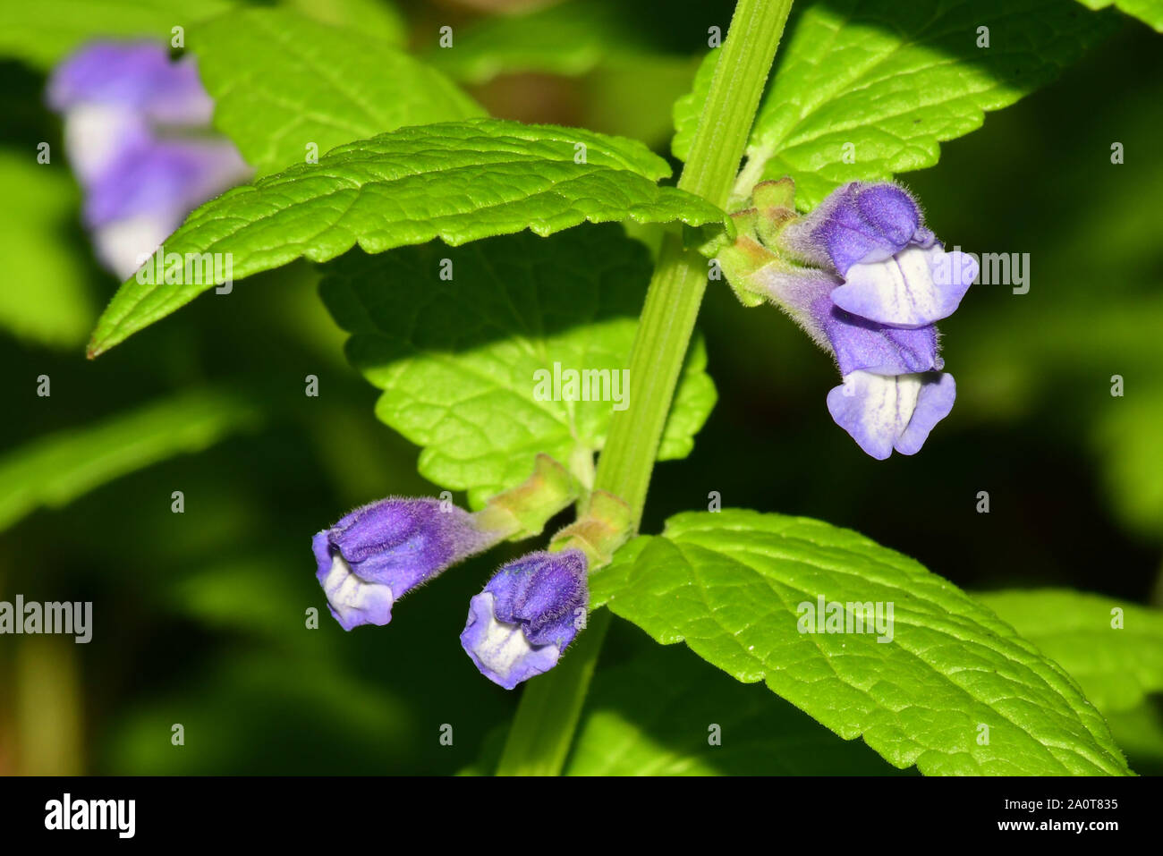 Skullcap, Scutellaria galericulata,bright violet-blue,flowers June to September,habitat,damp grassland, Somerset,UK. Stock Photo