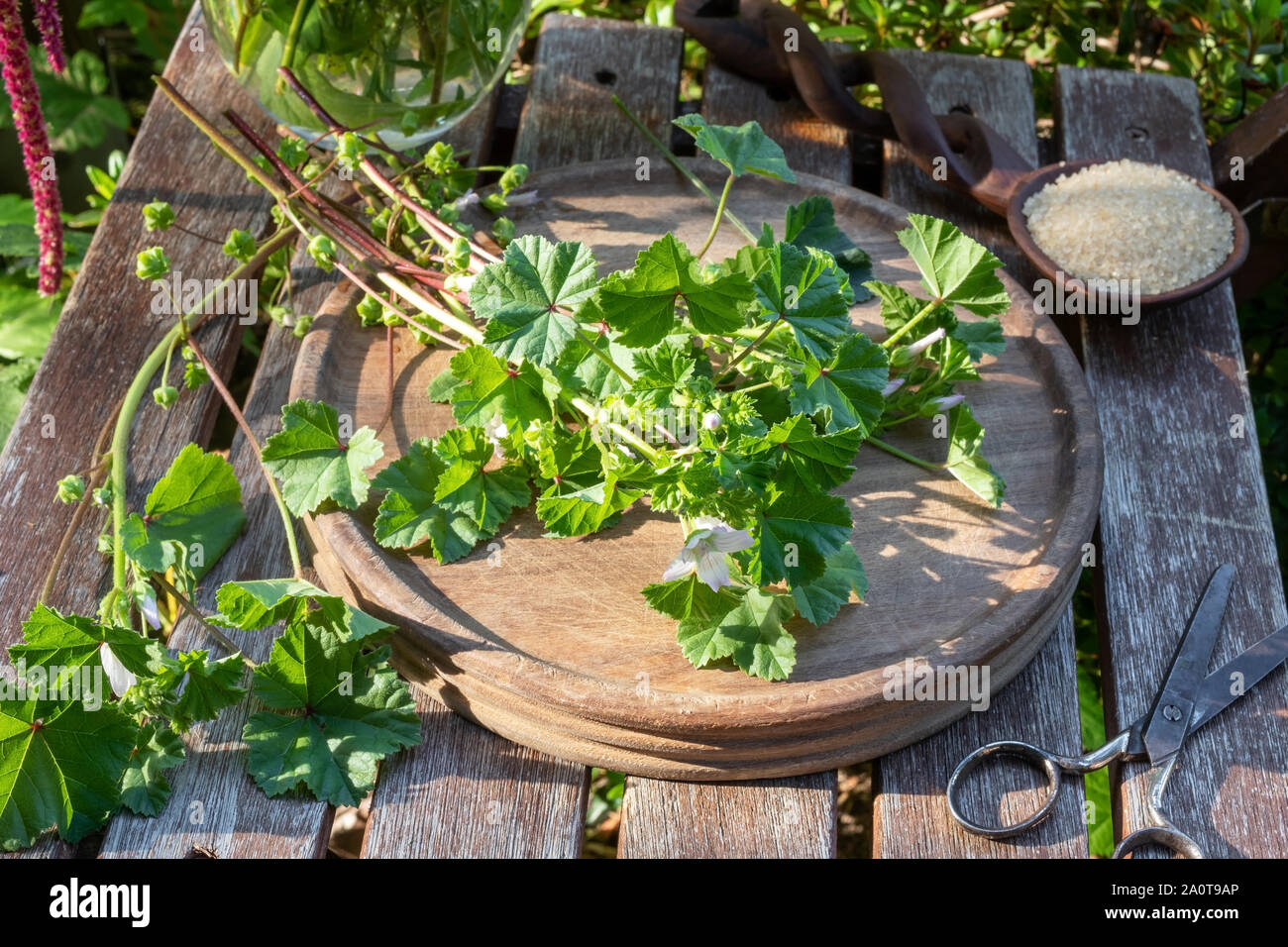 Fresh malva neglecta plant and cane sugar - ingredients to prepare mallow syrup against cough Stock Photo