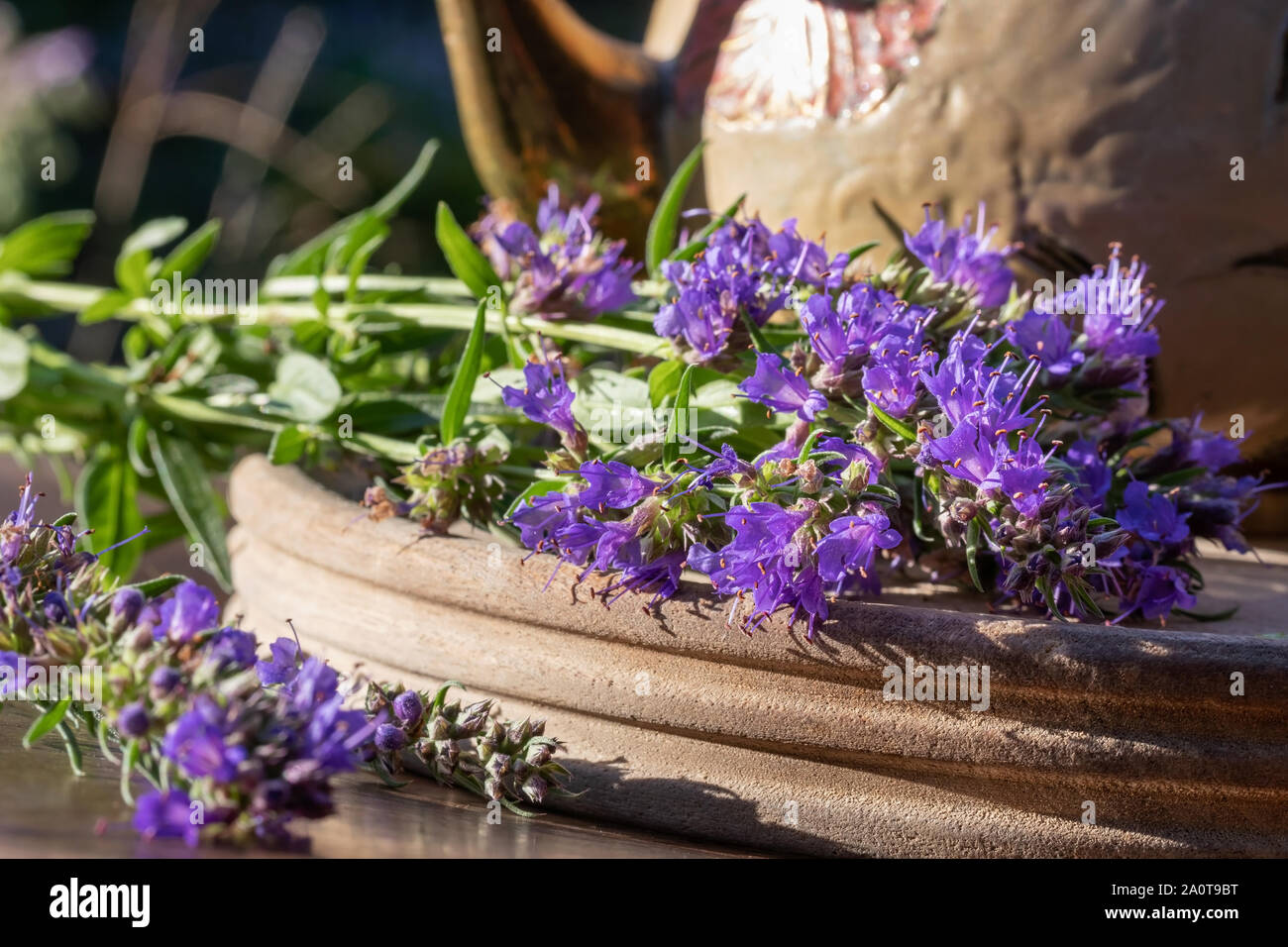 Blooming hyssop twigs on a table, with a teapot in the background Stock Photo