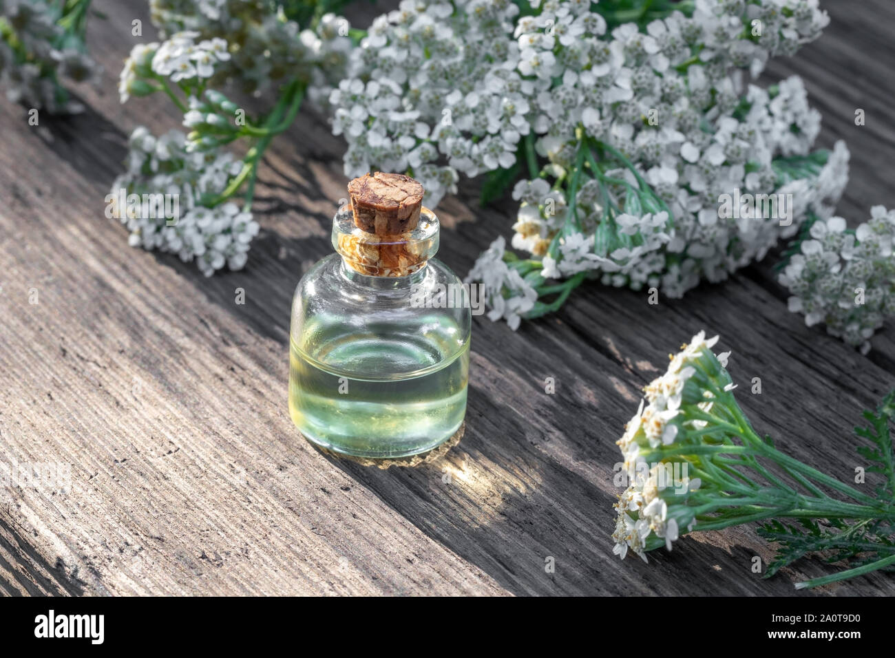 A bottle of essential oil with blooming yarrow plant Stock Photo
