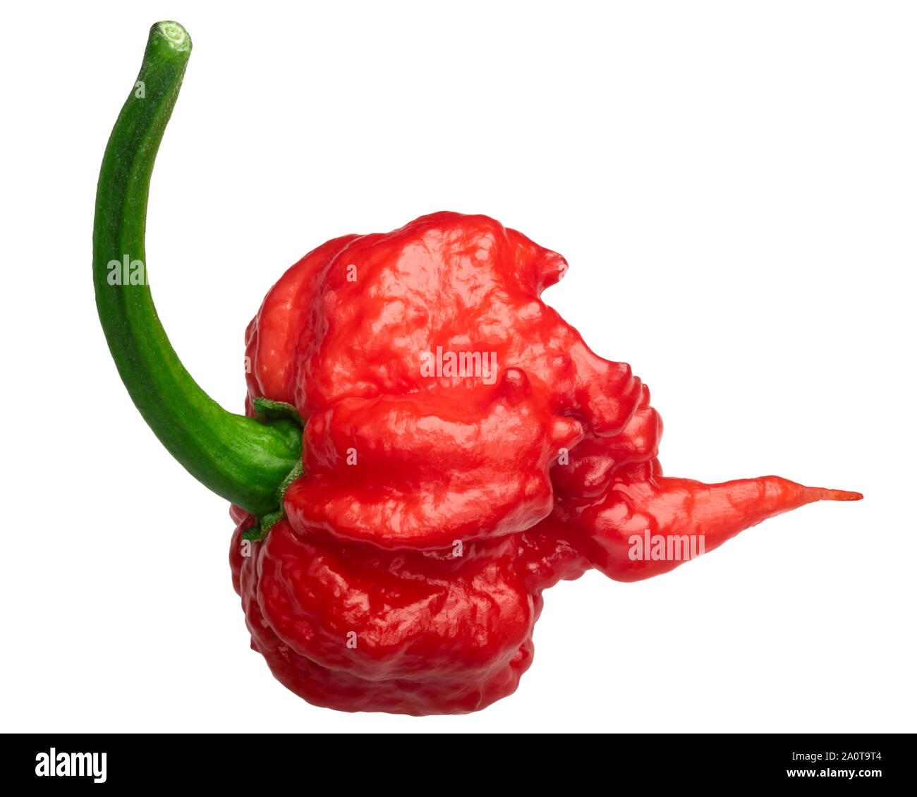Carolina Reaper, the hottest chile pepper (Capsicum chinense x C. frutescens), whole ripe pod, isolated Stock Photo