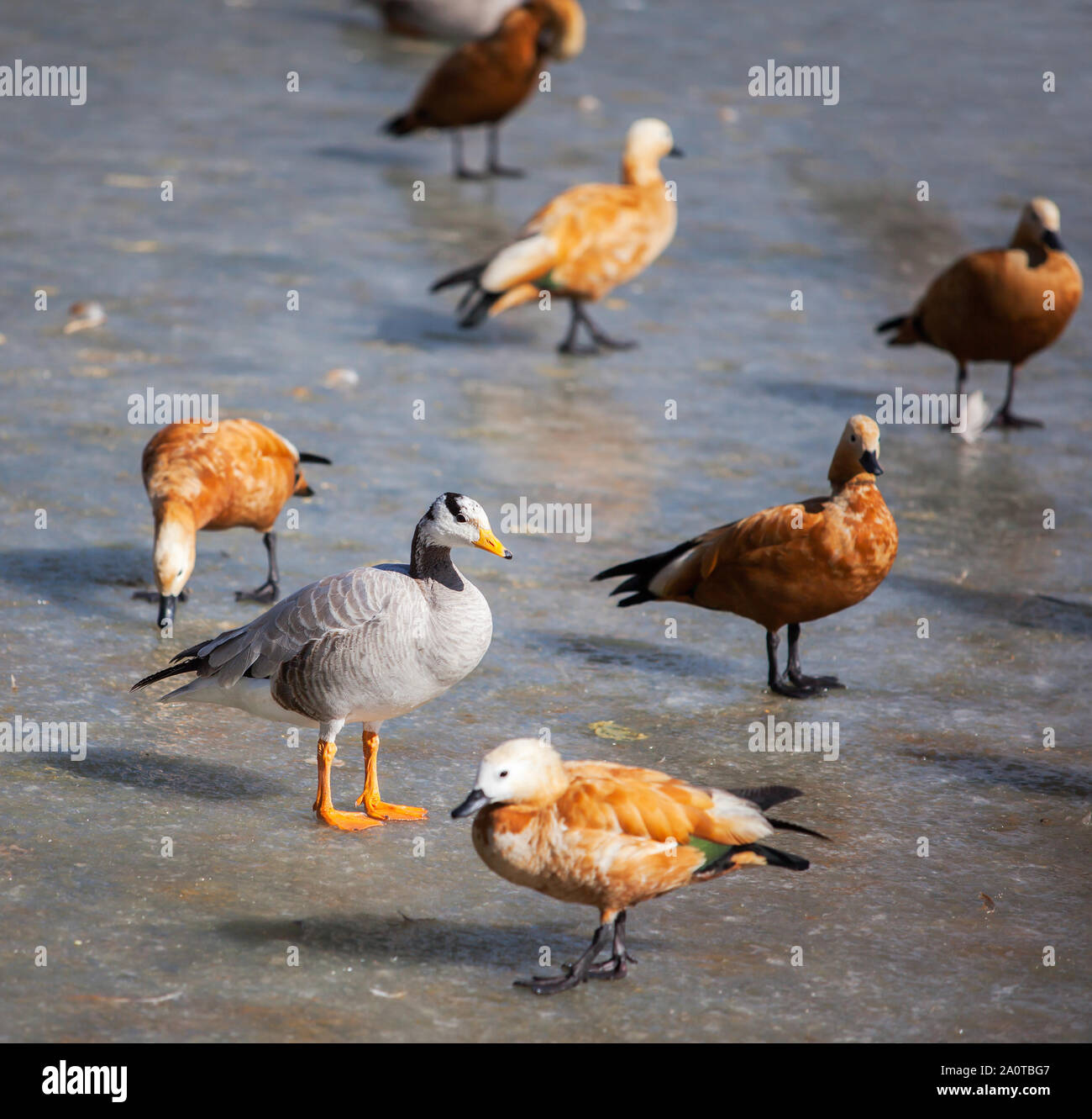 Ruddy shelducks and bar-headed geese wintering at a frozen pond in Lhasa, Tibet Stock Photo