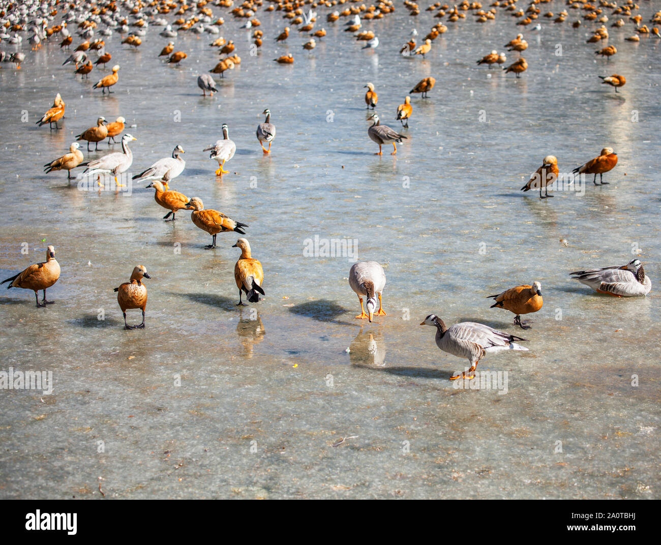 Bar-headed geese and ruddy shelducks wintering at a frozen pond in Lhasa, Tibet Stock Photo
