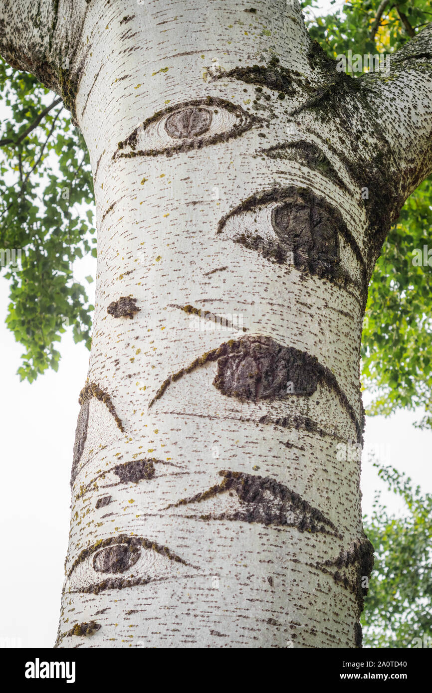 Grey poplar (Populus x canescens) in a park. Tree with eyes. Stock Photo