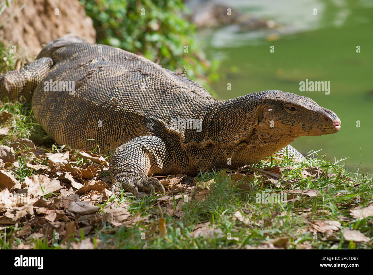 Striped monitor lizard (water monitor) close up on the bank of the lake. Lumpini park, Bangkok Stock Photo