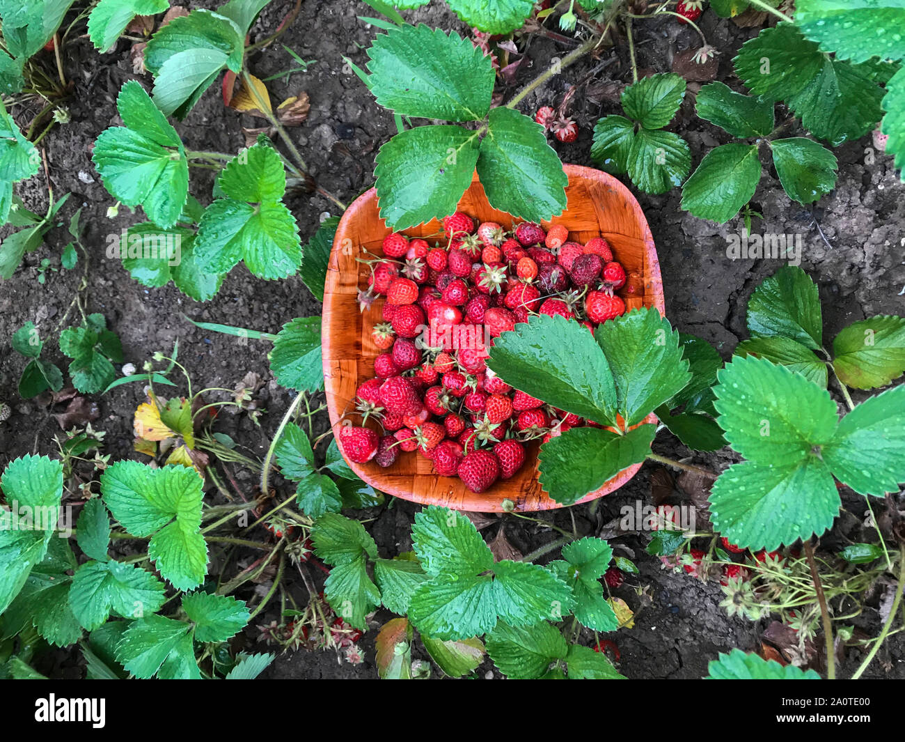 Fresh strawberries in strawberry garden Stock Photo - Alamy