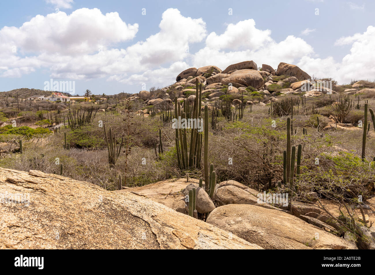 Rock formations and cacti on Aruba Stock Photo - Alamy