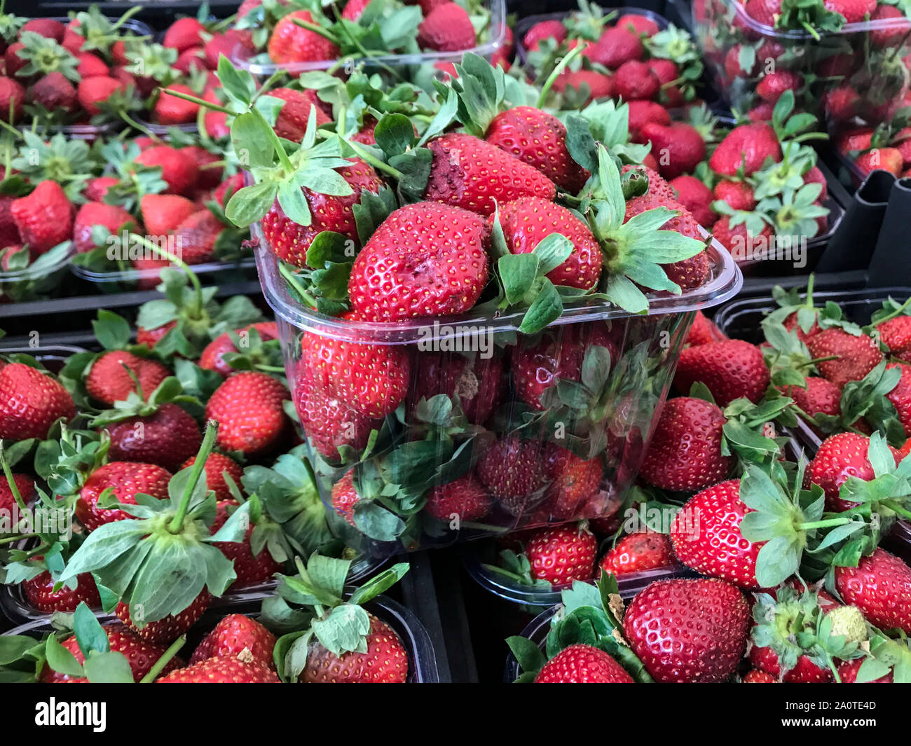 Strawberries in the garden hi-res stock photography and images - Alamy