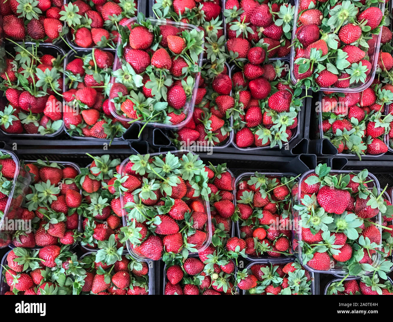 Strawberries in the garden hi-res stock photography and images - Alamy