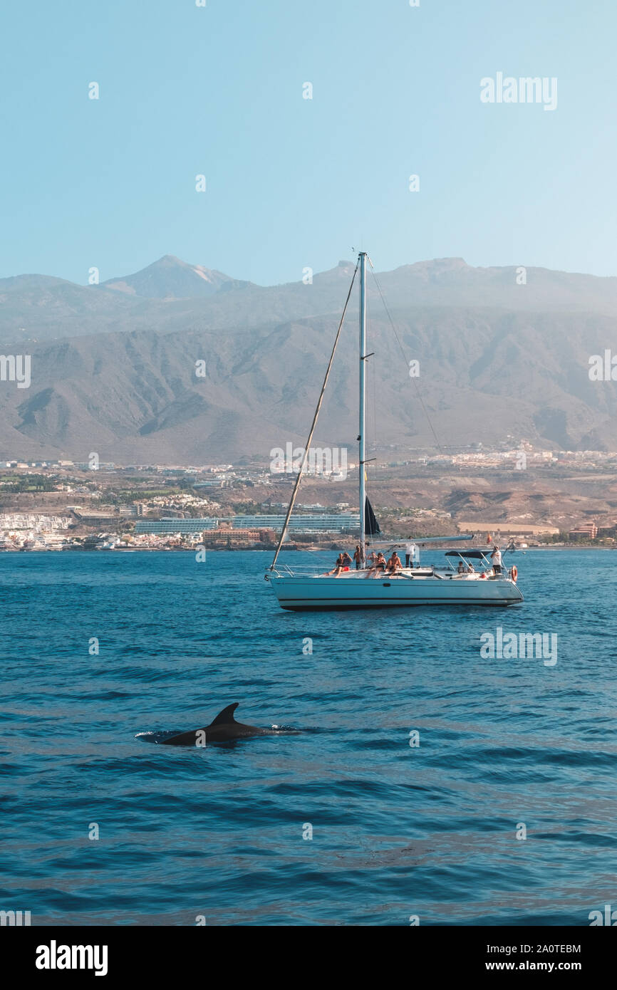 people on sailing boat looking at dolphin on whale watching tour - Stock Photo