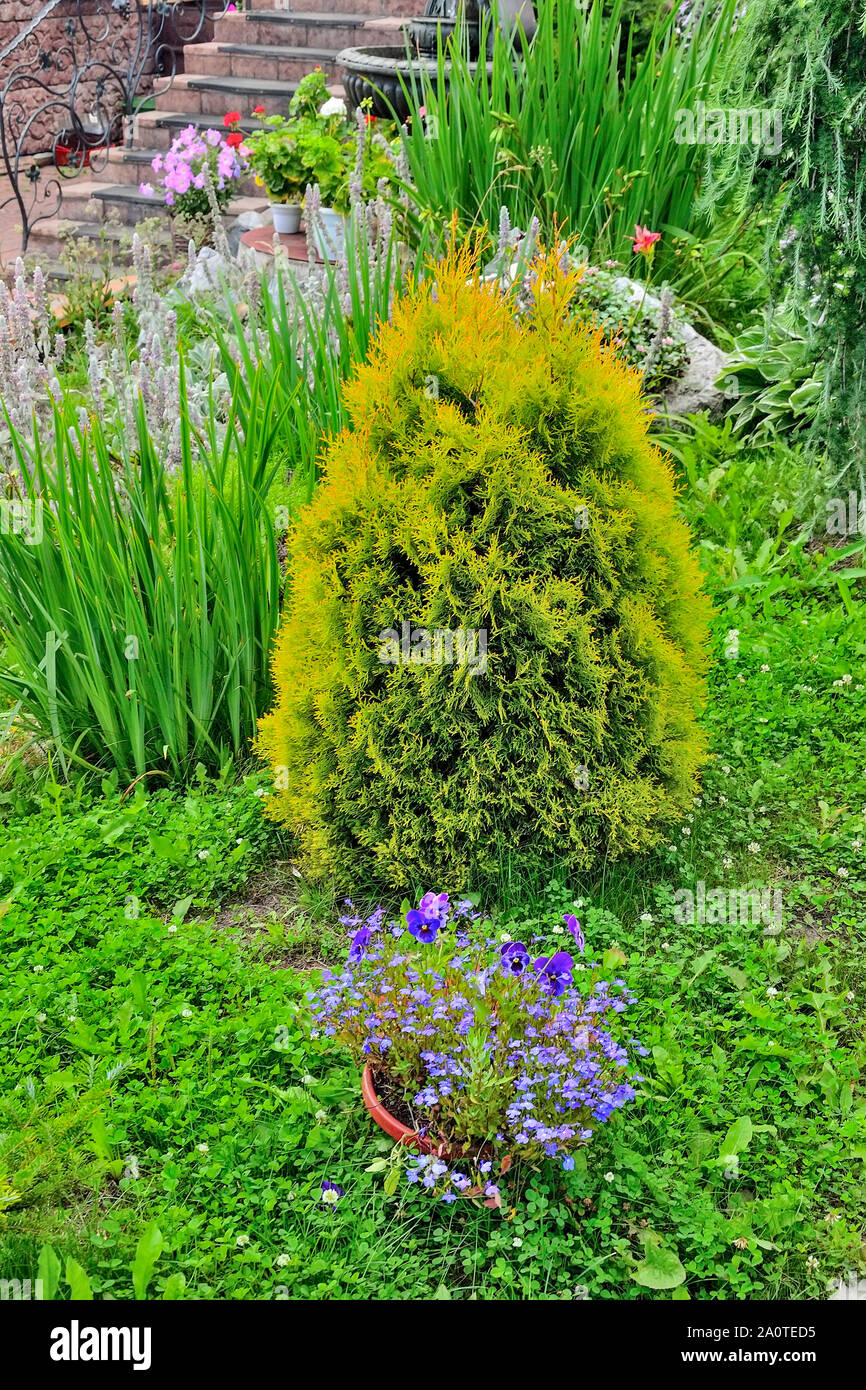 Thuja - coniferous evergreen bush in garden landscape near flowerbed. Beautiful decorative plant for park or garden landscape design - arbor vitae of Stock Photo