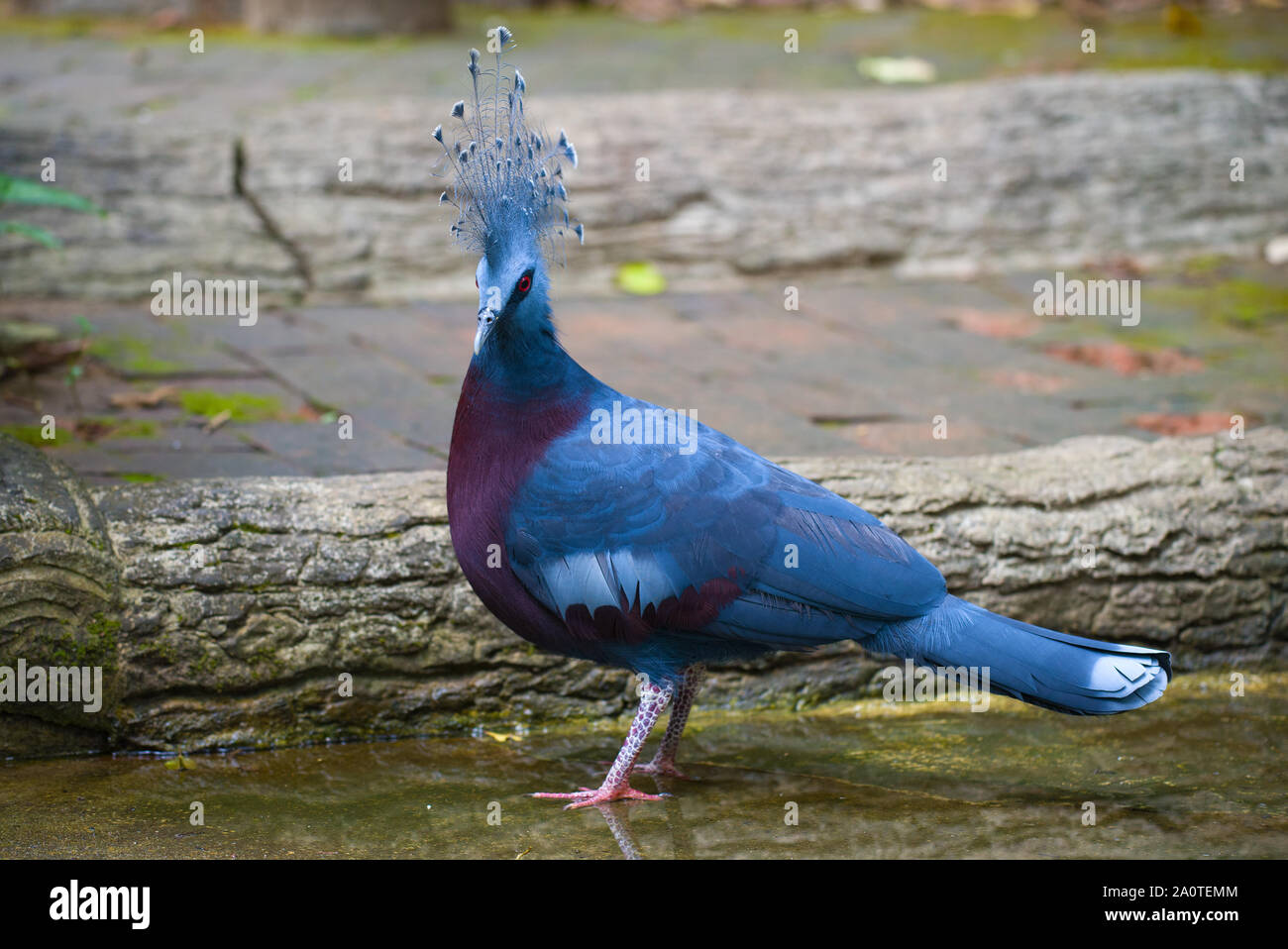 ChIANG MAY, THAILAND - DECEMBER 20, 2018: Bird of victoria crowned pigeon close up Stock Photo