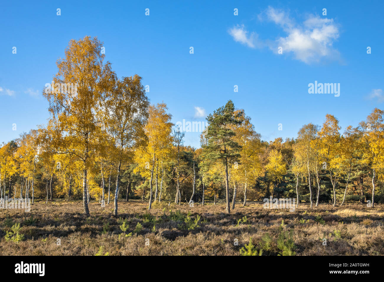 Yellow colored deciduous birch (Betula) trees on heathland in autumn season of november, Drenthe, Netherlands Stock Photo