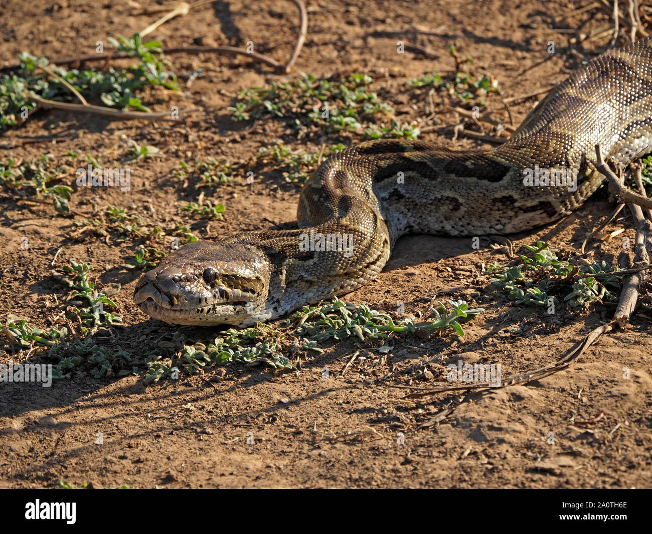 sinuous large African rock python (Python sebae) sunbathing on sandy ground to warm up in early morning sunshine in South Luangwa, Zambia,Africa Stock Photo